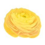 Ranunculus Elegance Giallo Yellow Seed - 250 Raw Seed