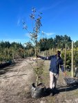 Apple – Golden Delicious 70LT
