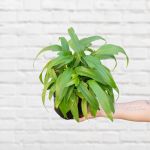 Panda Philodendron - 15CM Nursery Pot