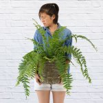 Macho Fern - 13CM Nursery Pot