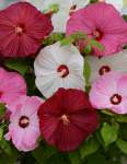 Hibiscus Luna Mix Seed - 5 Raw Seed
