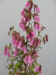 Campanula “fairholme Favourite” 15CM Pot