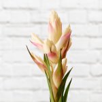 Guzmania - Candy - 14CM Nursery Pot