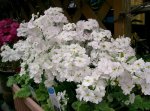 Primula Malacoides White Seed - 100 Raw Seed