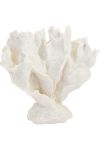 XL Fanned Coral