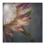 King On Gray Square 2 Art Print - 100 X 100CM No Frame Print Only