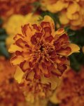 Marigold Bonanza Bolero Seed - 500 De-tailed Seed