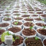 200PCS Biodegradable Seed Nursery Bags: Fabric Pots For Home Garden Supply Biodegradable Non-woven Nursery Bags Plant Grow Bags