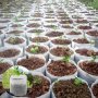 200pcs Biodegradable Seed Nursery Bags: Fabric Pots For Home Garden Supply Biodegradable Non-Woven Nursery Bags Plant Grow Bags Fabric Seedling Pots