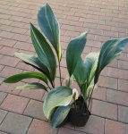 Aspidistra Cast Iron Plant 4 Litre Bag