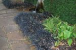 Ophiopogon Nigrescens 15CM Pot