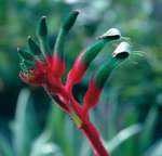 Anigozanthos Bush Dance Seedlings - 3 Plug Plants