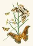 The Cabinet Of Oriental Entomology Pl Xxv 1848 Art Print - A3