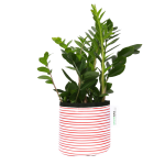 Red Stripy Planter - Small