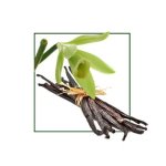 Vanilla Absolute Organic Oil - 50 Ml