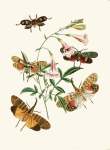 The Cabinet Of Oriental Entomology Pl Xxxvii 1848 Art Print - A4