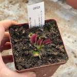 Venus Fly Trap 'henning Giant.' Special Import. - Dormant Plant. 7.5CM Plastic Container.