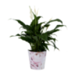 Pot Plant 1S
