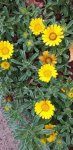 Pallenis Maritima Gold Coin 4LT
