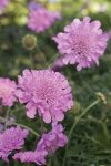 Scabiosa Pink 4LT
