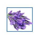 Lavender Natural Fragrance Oil 10 Ml - 100 Ml