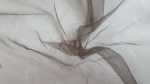 Soft Tulle 280CM