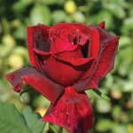 Papa Meilland Hybrid Tea Rose 5LT