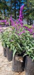 Salvia Leucantha Purple 4LT