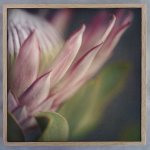 King On Gray Square 3 Art Print - 100 X 100CM Framed Canvas With Natural Wood Frame