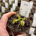 Venus Fly Trap 'quasar.' Special Import. - Dormant Plant. 12CM Plastic Container.