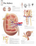 Kidney 2000