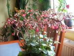 Kalanchoe Tessa 128 Plug Tray