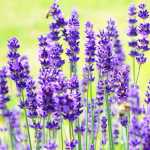Lavender Magaret Roberts 4LT