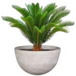 Cycad Plant Pot - 970MM X 540MM Rock