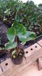 Alocasia Stingray 19CM Pot