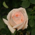 Rhona Beck Hybrid Tea Rose 5LT