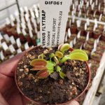 Venus Fly Trap 'microdent.' Special Import. - 2 Year Old Plant. 7.5CM Plastic Container.