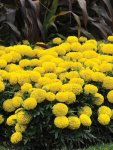 Marigold F1 Taishan Yellow Seed - 10 De-tailed Seed