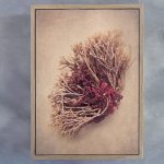 Gifts Of The Sea 1 Art Print - A3 Framed Canvas With Natural Wood Frame