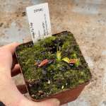 Venus Fly Trap 'harlequin.' Special Import. - Dormant Plant. 7.5CM Plastic Container.