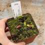 Venus Fly Trap 'harlequin.' Special Import. - Dormant Plant. 7.5CM Plastic Container.