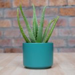 Aloe Vera - In Migo Teal Planter