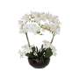 White Orchid In Black Ceramic Pot