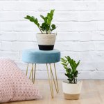 Zz Plant - In Brown & White Jute Mia Melange Planter