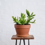 Pfeiffera Cactus - 24CM Azalea Terracotta Pot With Tray