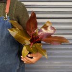 Philodendron - Prince Of Orange