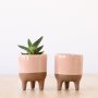 Pippin Planter - Pink - 7.5CM Planter With Ox Tongue Plant