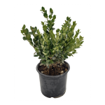 5X Buxus 4L