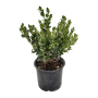5X Buxus 4L