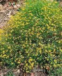Cineraria Saxifraga 6 Pack Tray